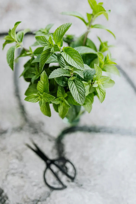 Spearmint Tea For PCOS: Does it actually work?