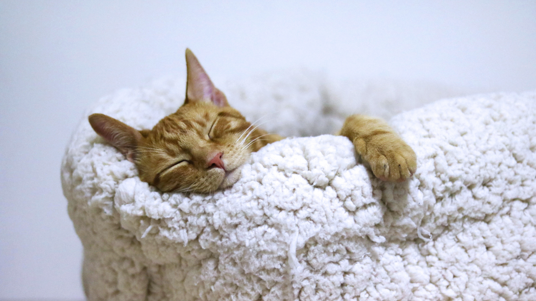 cat sleeping on cat bed