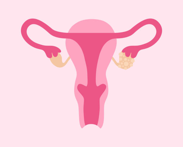 Minimalistic flat-style illustration of the female reproductive system with emphasis on ovaries, representing hormonal balance and ovarian health.